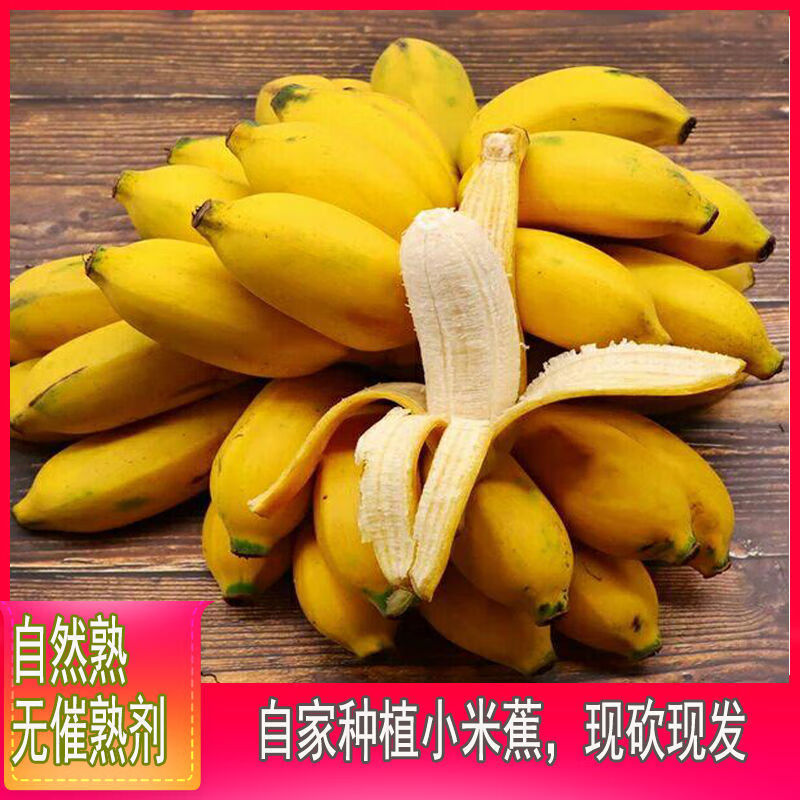 广西小米蕉新鲜香蕉净重3斤5斤9斤自然熟小米蕉无催熟剂孕妇水果 净重5斤 精选装
