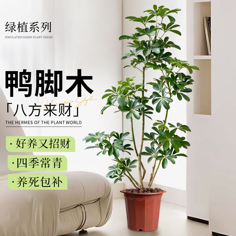 雅致造型鸭脚木大型绿植室内好养客厅大盆栽摆件1.2-1.4m原盆源头直发