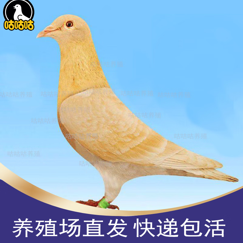 黄金甲信鸽鸽子活体血统种鸽成绩赛鸽幼鸽种鸽清棚鸽外血种 1母【50天左右幼鸽】