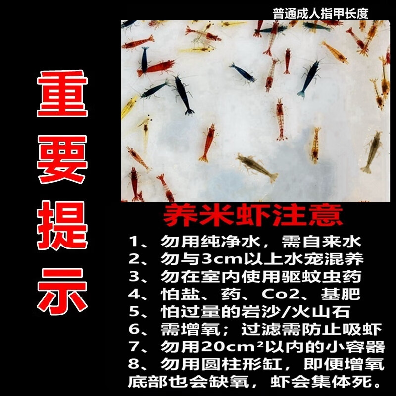 御趣七彩观赏虾淡水除藻虾极火虾蓝宝石虾金背黄金米虾宠物虾彩色小虾 【随机5色】70送30防损1-1.5cm