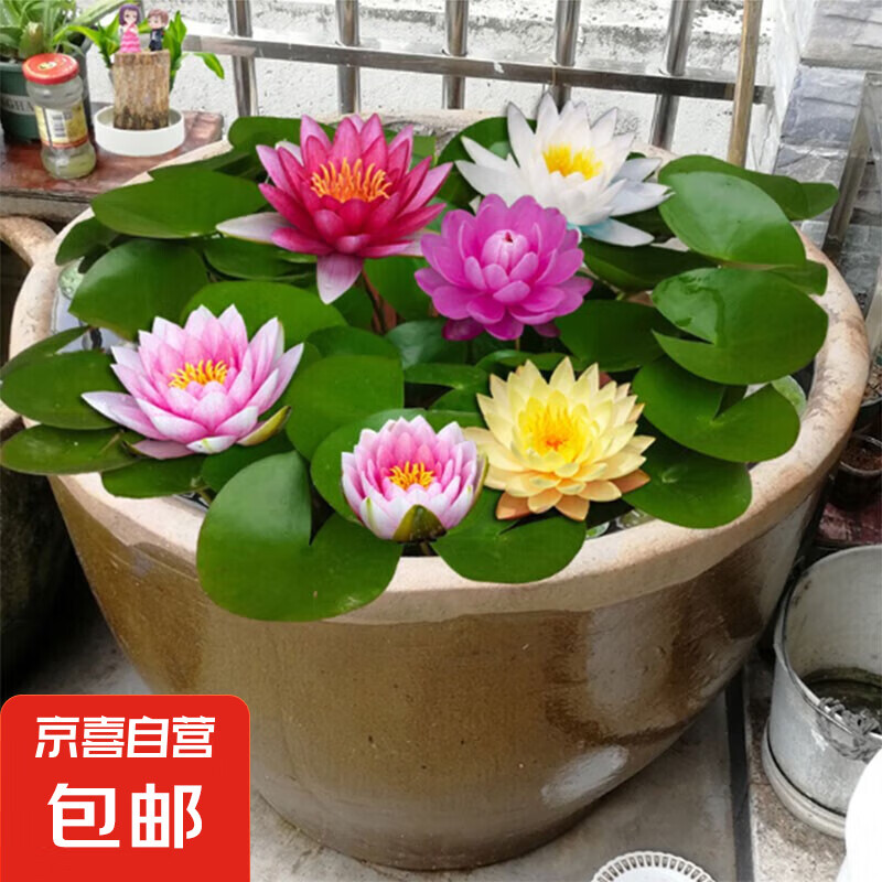 大睡蓮根塊種苗荷花盆栽四季水培花卉綠植碗蓮蓮子種藕種子 混色睡蓮5個(gè)【馬上開花】推薦