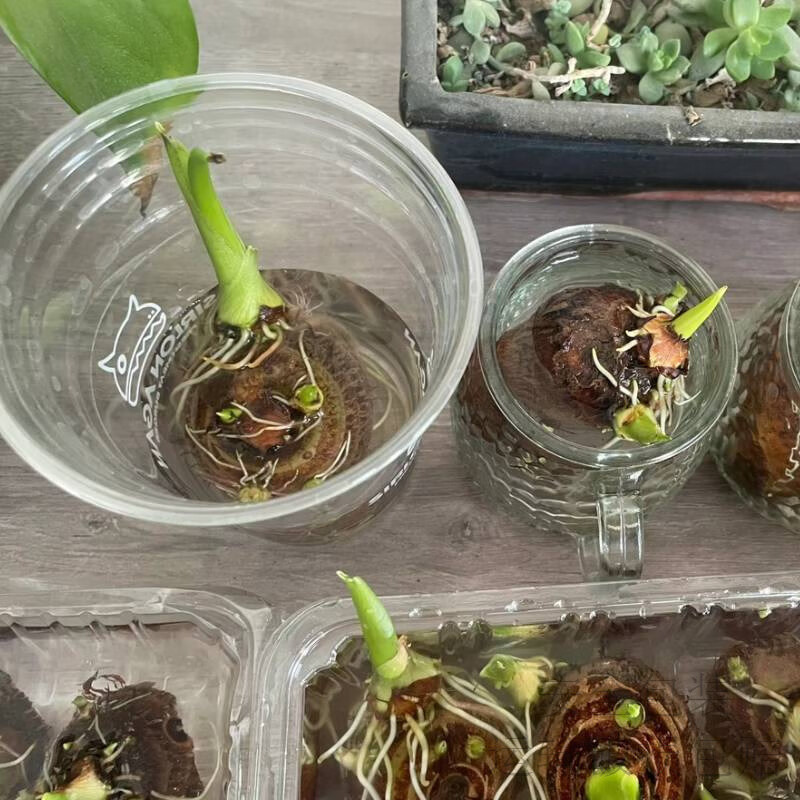 水培芋头懒人盆栽户外绿植鱼池水净化四季常青植物沼泽养龟青芋苗 六种沼泽植物组合