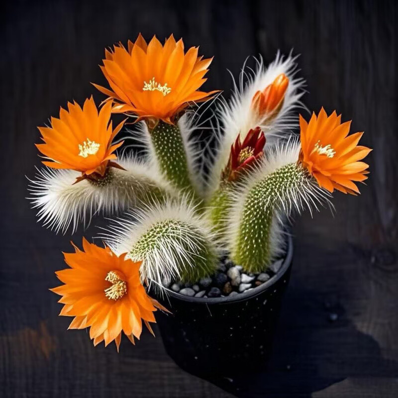 新品开花九尾狐多肉植物仙人掌猴尾柱软毛长毛尾巴办公盆栽 九尾狐3-6厘米：3颗混色(三个周期开花)