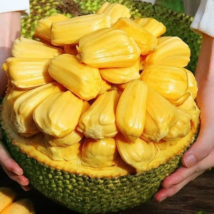 鲜耐海南黄肉菠萝蜜新鲜水果当季整个波罗蜜热带干苞smzdm 黄肉菠萝蜜 35-40斤(一个果)