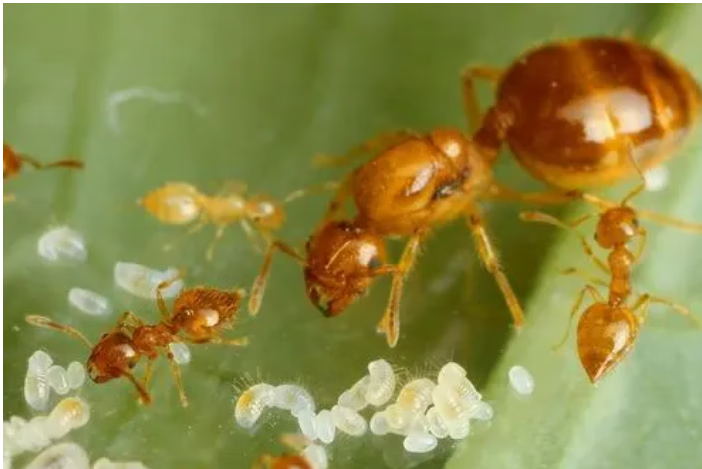 金黄色蚂蚁 高颜值蚂蚁 宠物蚂蚁