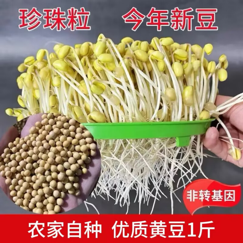 新发豆芽专用打豆浆专用老品种小黄豆豆芽东北黄豆农家自种 【尝鲜装】东北黄豆500g*1袋