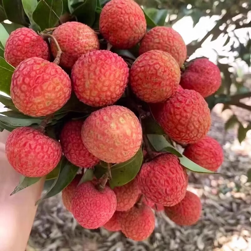 驰振高州白糖罂荔枝桂妃子味笑新鲜荔枝应季水果整箱端午节送礼盒装 甄选果3斤【实惠装无礼盒】