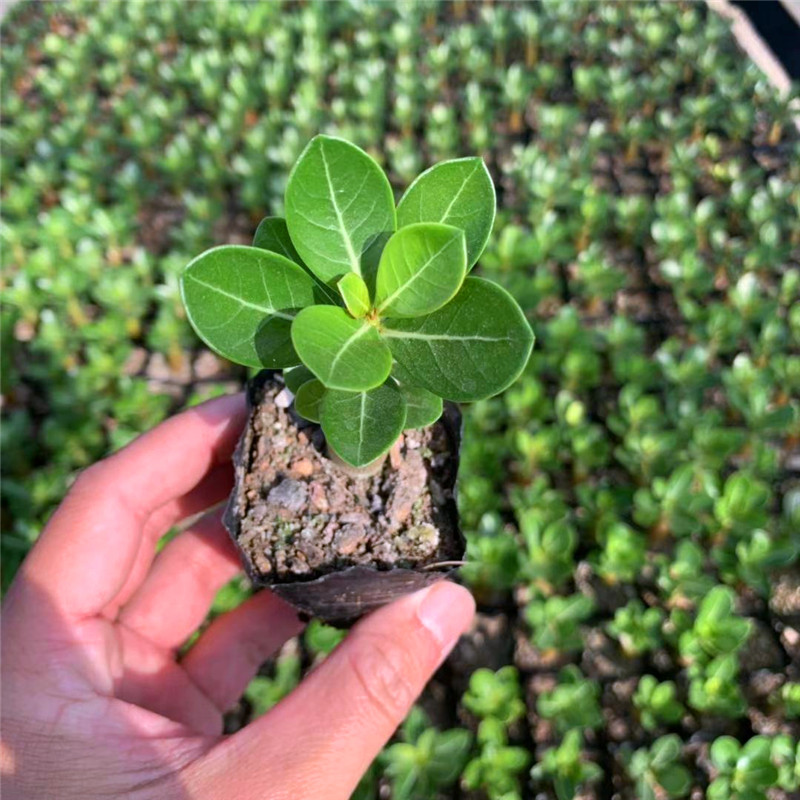 瑰季沙漠玫瑰小苗盆栽四季花卉植物办公桌面盆景室内老桩绿 高度7-10