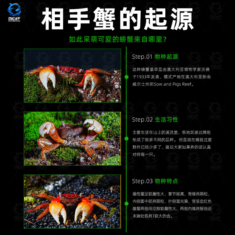 百纶木千红鳌相手蟹招财蟹活体宠物螃蟹淡水深水观赏蟹鱼缸除藻将军相守蟹 2.5-3cm背甲相手蟹6只送饲料