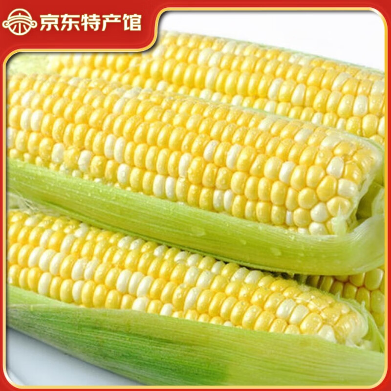 滇味十足（DIANWEISHIZU）水果玉米 云南金银双色鲜玉米 甜玉米玉米棒水果蔬菜金银玉米 净重2斤【约2-3根】