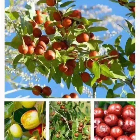 美意颂邢台特产野生酸枣汁美410ml酸甜可口果味饮料酸酸甜甜植物6瓶12瓶 410ml*6瓶