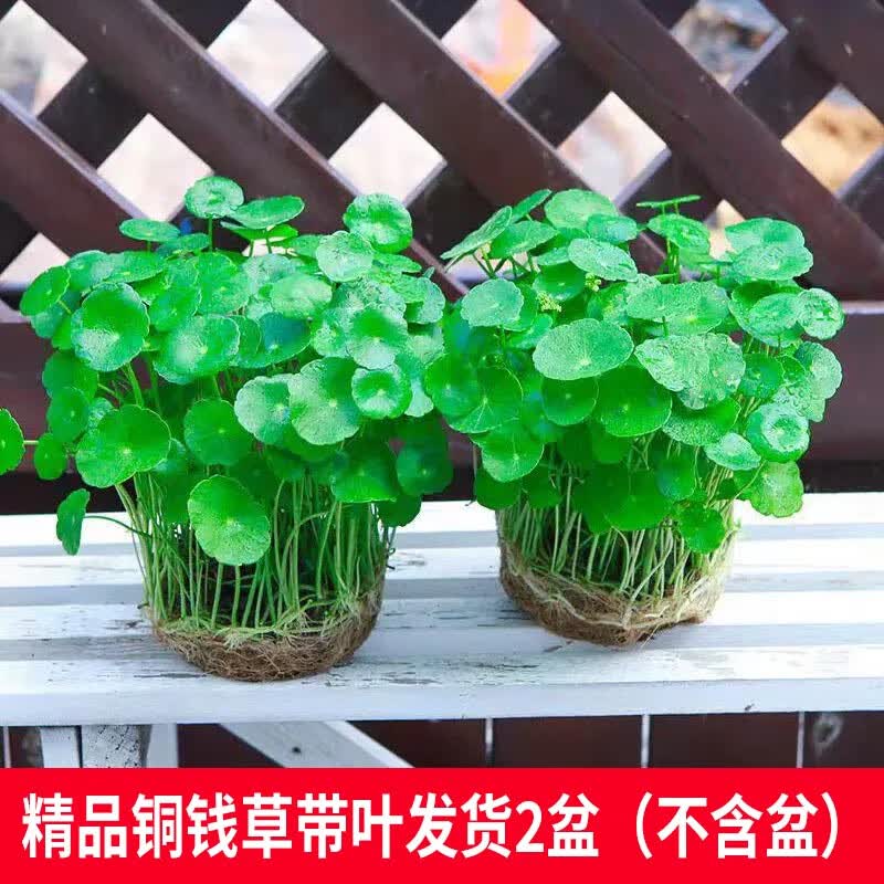 京云梦铜钱草水培盆栽金钱草室内外吸绿植花草2盆原土源头直发