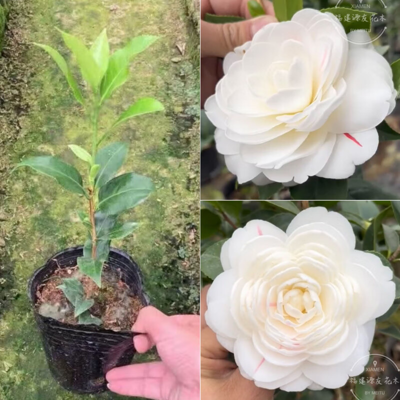 抓破美人脸白五山茶花树苗盆栽福建龙岩名贵庭院绿植玫瑰花型耐寒 1年
