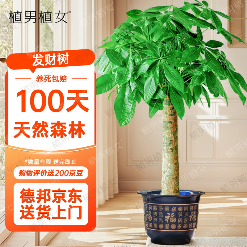 植男植女发财树大型盆栽客厅室内真绿植办公室开业送礼独杆招财树源头直发