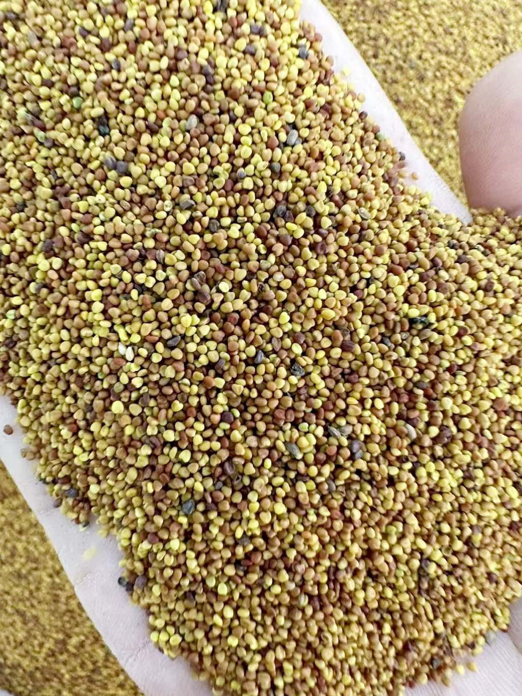 芗苒白三叶种子四季草坪种籽 白三叶种子一斤