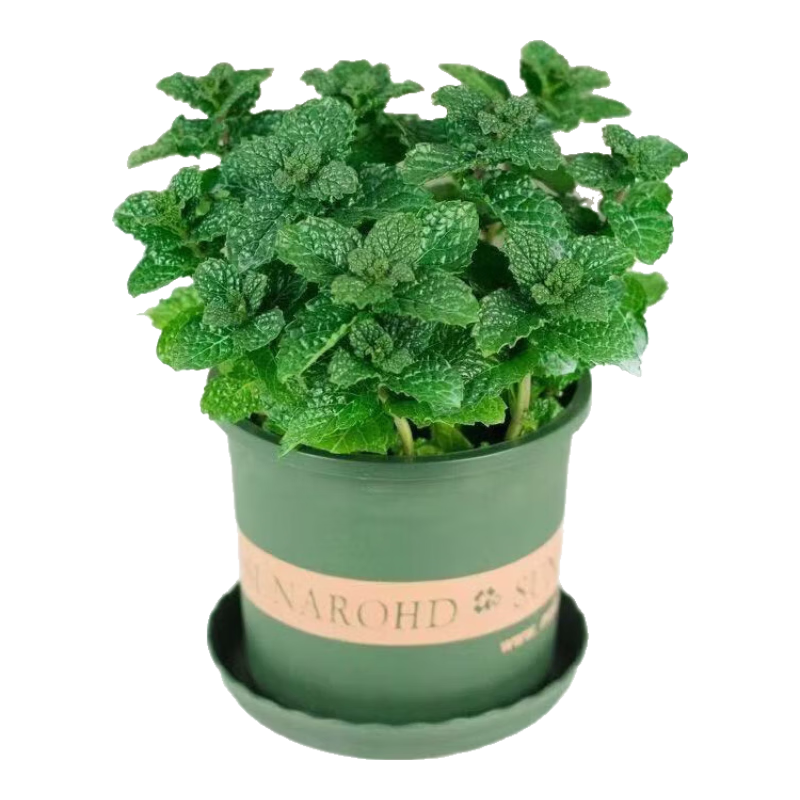 薄荷盆栽水培柠檬薄荷叶好养迷迭香苗驱蚊植物室内新鲜绿植 薄荷盆栽带加仑盆