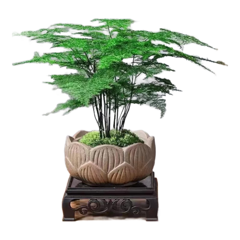 ̩��˿�����辰ֲ����ֲ���� ����+�����մ���+̦޺+���Ϸ��� Դͷֱ��