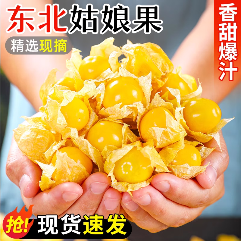 正宗姑娘果新鮮東北燈籠果新鮮當(dāng)季水果姑鳥(niǎo)黃菇娘果現(xiàn)摘包郵整箱 1斤裝