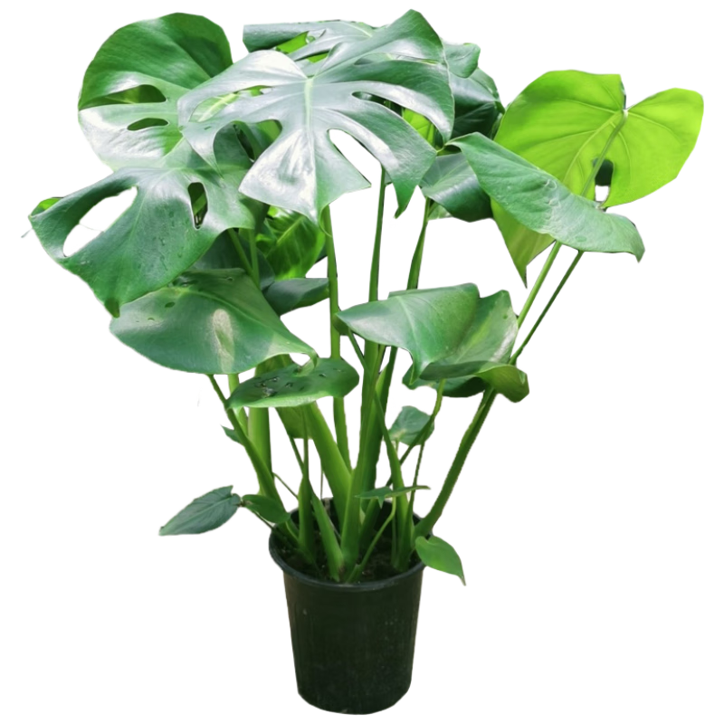 ����40-50cm�걳�񻨻����Կ�����ֲ���ں����칫������ڼ�Դͷֱ�� 37Ԫ