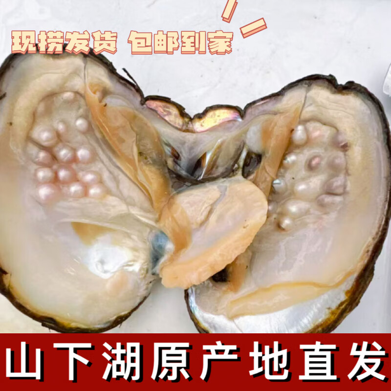 FVIP河蚌自开珍珠天l然蚌自己开多珠蚌取珠山下湖产地直发D 青年多珠体验蚌1个