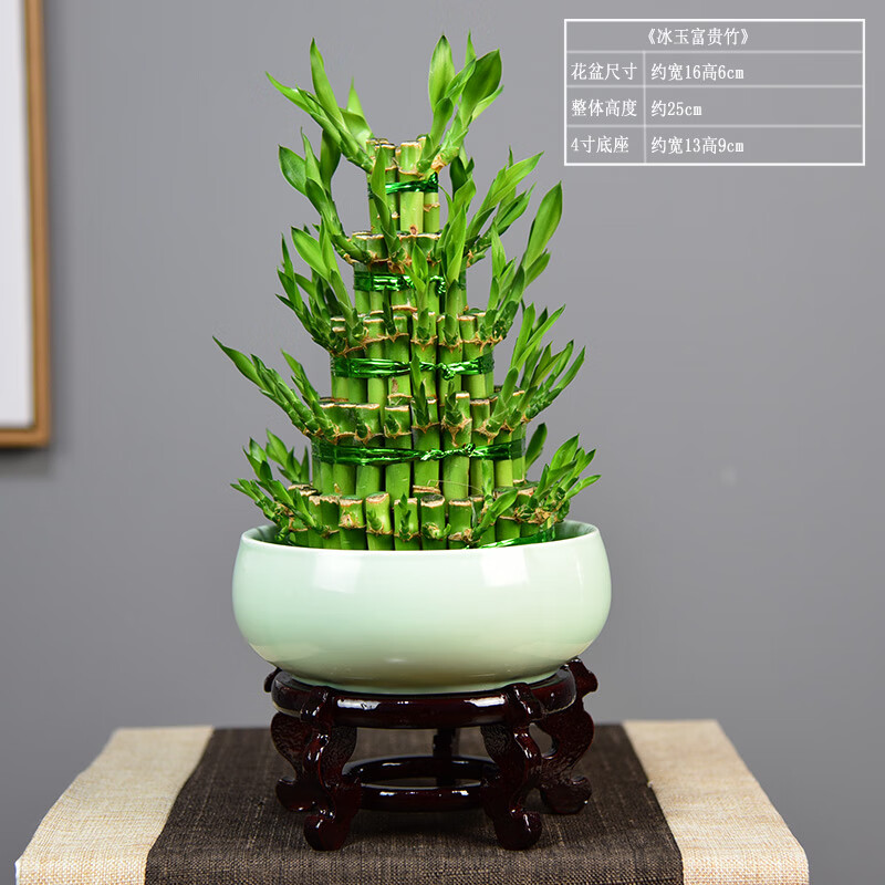 自然空間（ZRKONJN）富貴竹水培開運(yùn)竹子帶根水養(yǎng)植物室內(nèi)客廳盆栽花卉轉(zhuǎn)運(yùn)節(jié)節(jié)高綠植 冰玉小五層富貴竹+4寸底座 帶盆栽好