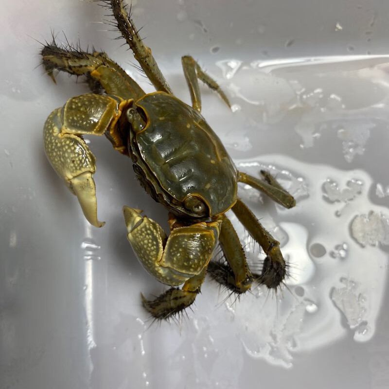 泽驭名宠(zeyu mingchong)泰国相手蟹淡水蟹观赏蟹