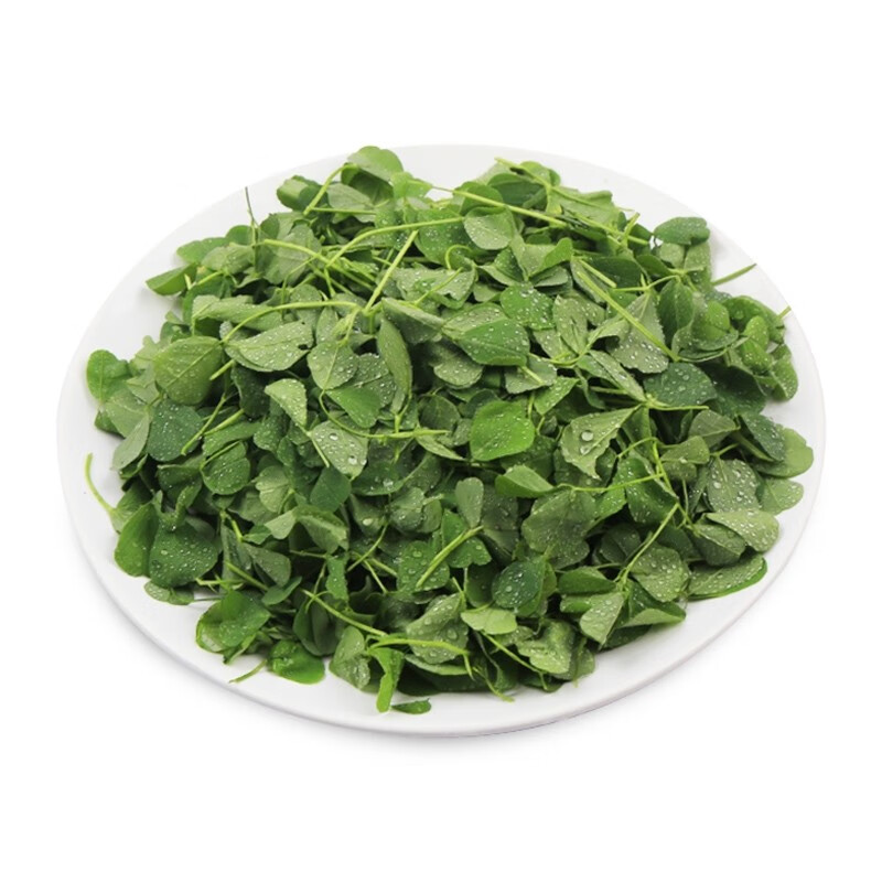 zxc 金花菜 草头菜 苜蓿菜新鲜三叶菜现货 当季食用蔬菜 现摘现发