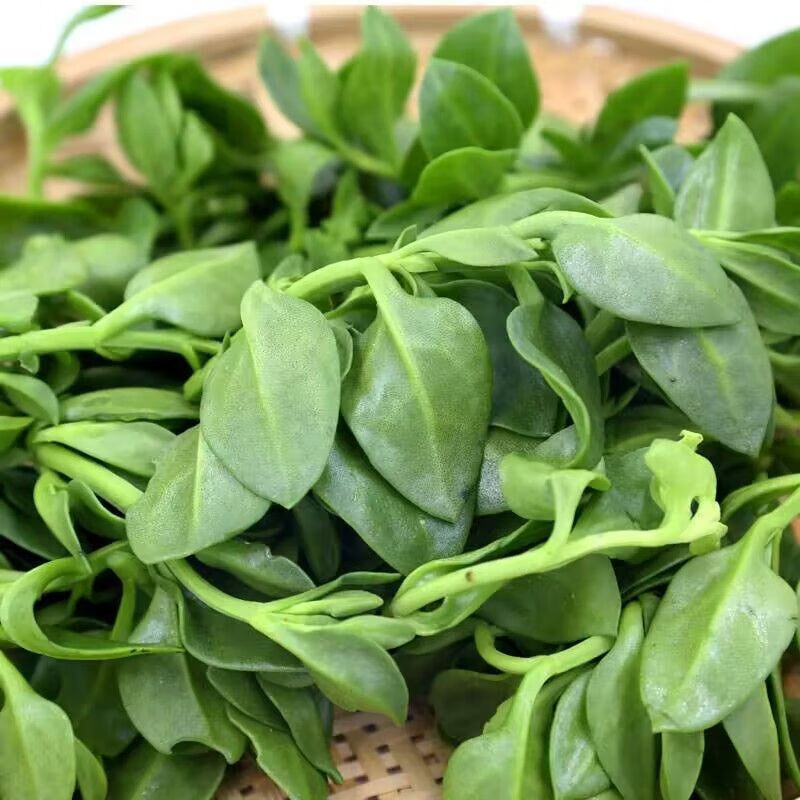 田七菜种子蔬菜农家野菜三七穿心莲山漆牡丹吊兰沙拉菜多年生植物