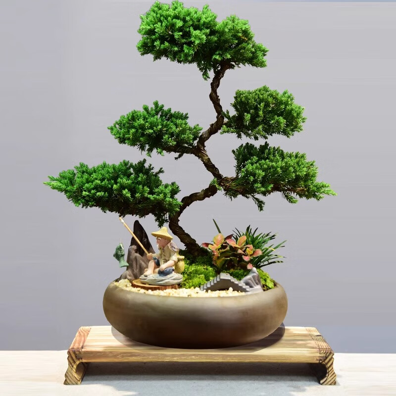 真柏盆栽室内办公室开业绿植迎客松造型茶桌绿植盆景真树桌面摆件 境林艺术3层真柏+简古底座+渔夫 送营养液和喷壶