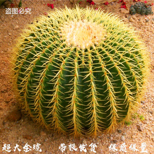開時(shí)果瑞璽（帶跟）金琥仙人球盆栽室內(nèi)多肉植物仙人掌類室內(nèi)防輻射金琥 金琥仙人球14-15cm送肥料 裸根不帶土