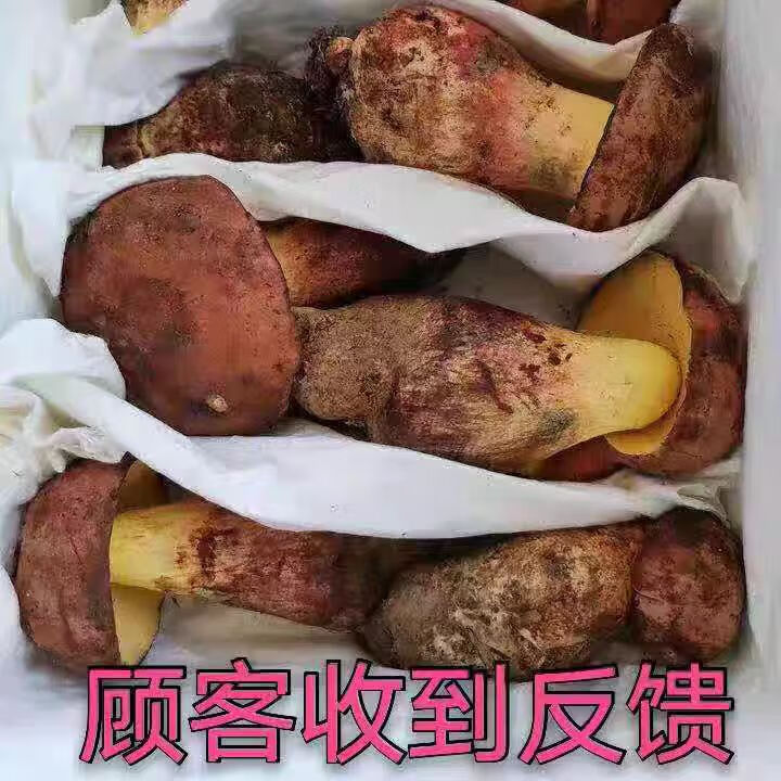 云南野生见手青新鲜牛肝菌当季野生菌红葱蘑菇野生顺丰现发见手青 520g一斤精品质量装
