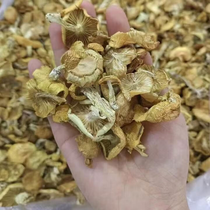 东北野生小黄蘑菇黄松蘑阿尔山特产蛋黄地黄黄油蘑黄菇香菇新 251g