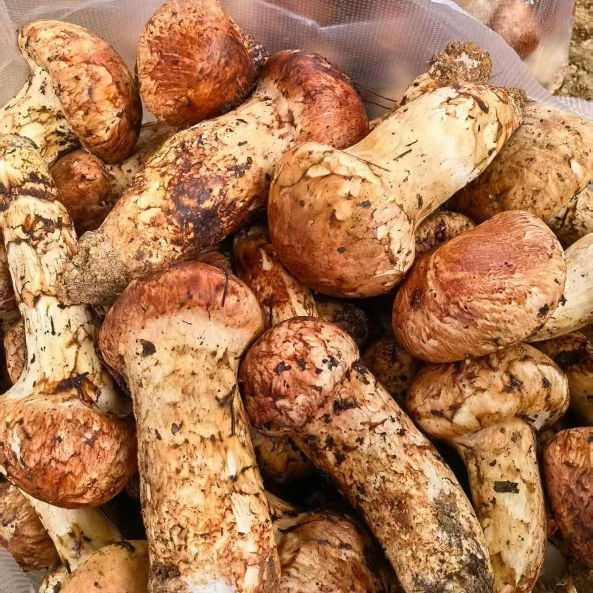 顺丰空运野生菌云南香格里拉特产新鲜松茸菌滋补佳品送礼自用 野生当天下山货1000g【超高回购】 100-140mm