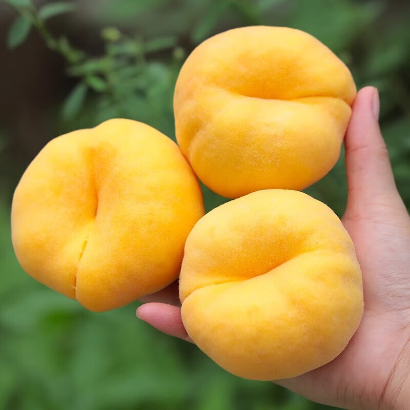 京觅 山东蒙阴蟠桃毛蟠桃 黄桃净重3斤单果100g+桃子新鲜水果源头直发