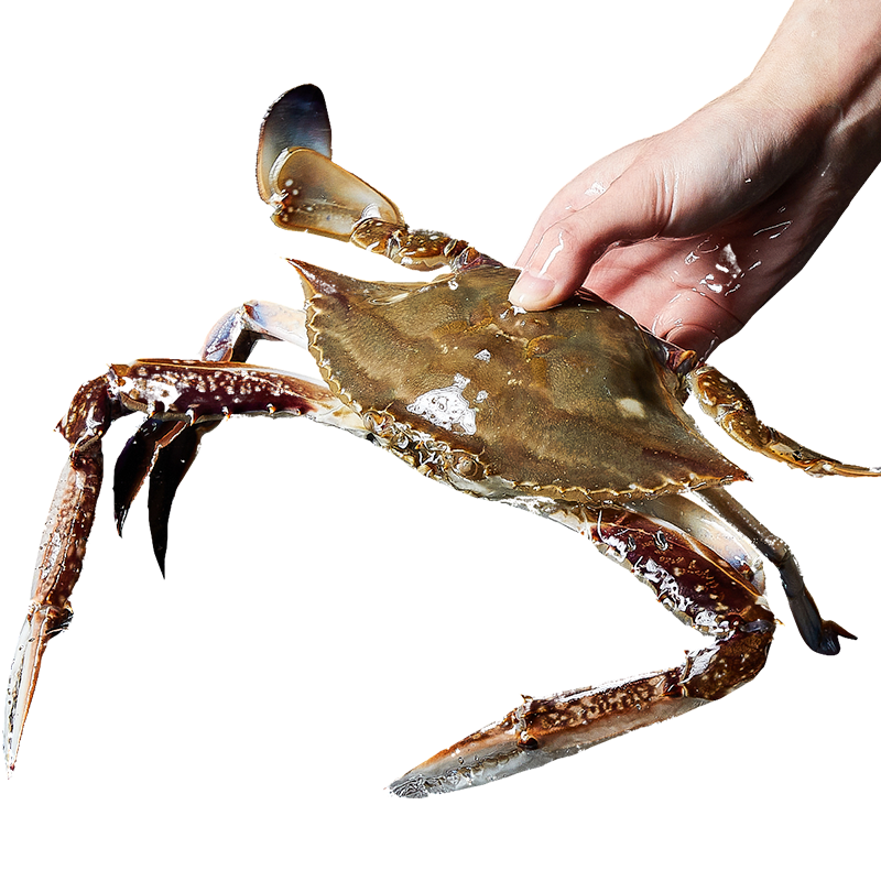 舟山梭子蟹鲜活特大野生大螃蟹新鲜冷冻海鲜水产海蟹飞蟹白蟹顺丰 9两以上/只【5斤净重 超大肥美】