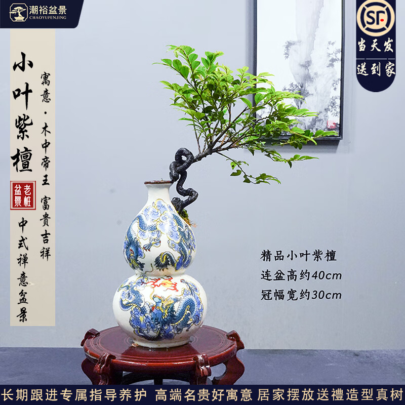潮裕盆景小葉紫檀盆景老樁植物室內(nèi)造型綠植擺件造景庭院客廳玄關(guān)辦公好養(yǎng) 桌面小葉紫檀盆景2 高端盆景/一物一拍