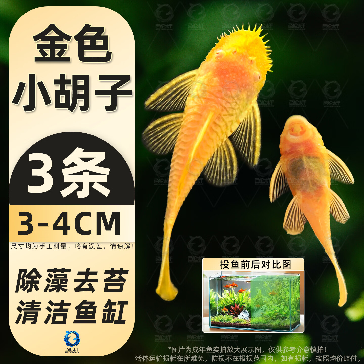 百纶木千黄金胡子鱼缸清洁鱼清理除藻鼠鱼吃清苔观赏鱼清道夫鱼黄金大帆鱼 高品质 3-4cm金色小胡子3条