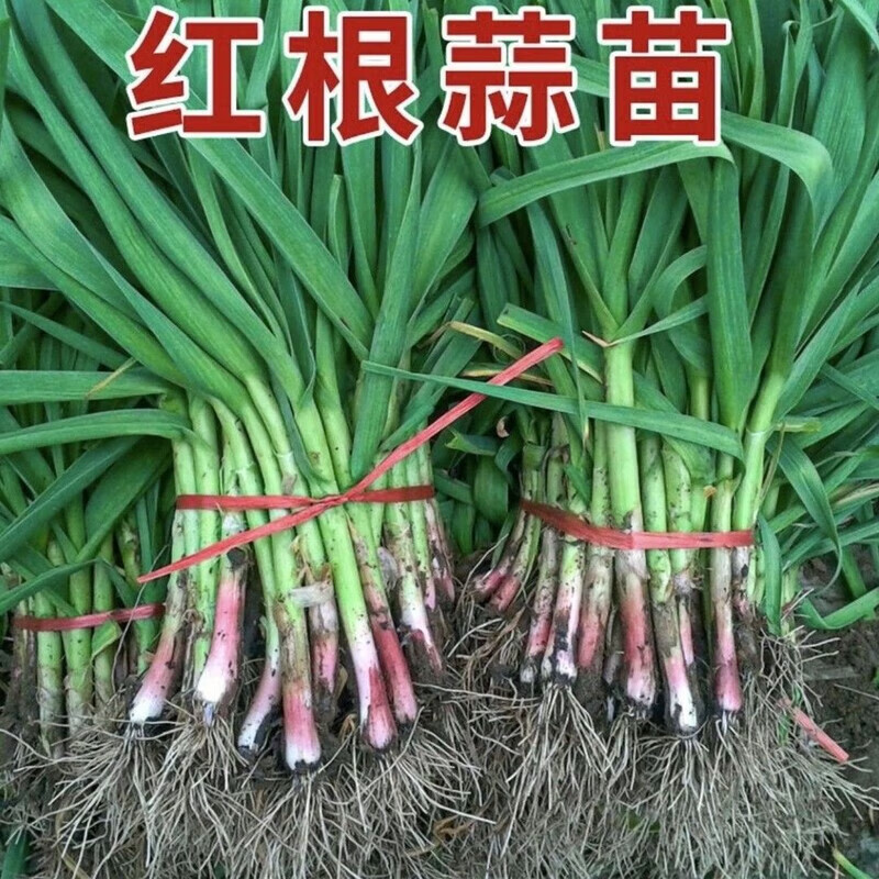 贵州农家红根蒜苗新鲜现挖本地土蒜苗蔬菜正宗农家自种红皮蒜苗 农家红皮蒜苗5斤【香气扑鼻】