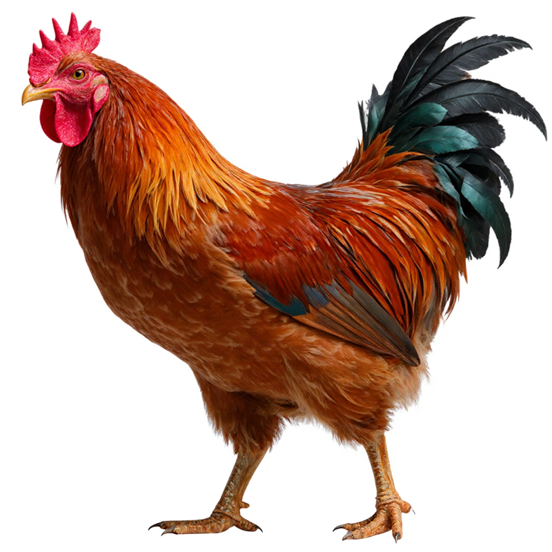 �ʿͯ�Ӽ���������ɢ������������ɱ�ߵؼ� С�ۼ������п�1.2�� ��ԭ�У�4ֻͯ�Ӽ����Լ۱ȸߡ�