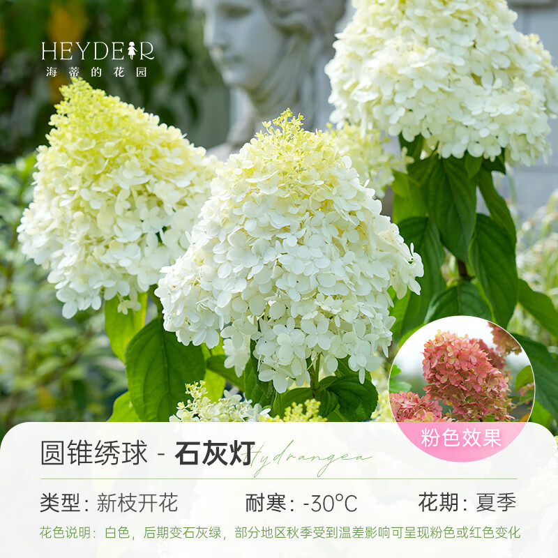 海蒂的花园旗舰店圆锥绣球花卉盆栽石灰灯庭院绿植耐寒耐热植物苗源头直发 石灰灯15cm盆 带盆栽好