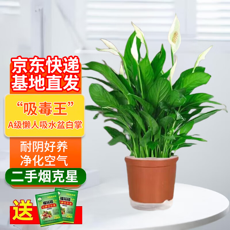 双盟白掌绿植盆栽水培植物办公室耐阴绿植桌面净化空气吸水盆源头直发