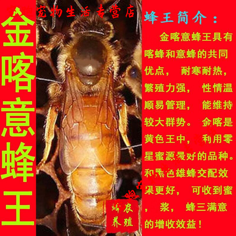 意蜂王蜂种王意大利蜂东北黑中蜜一号买一送一