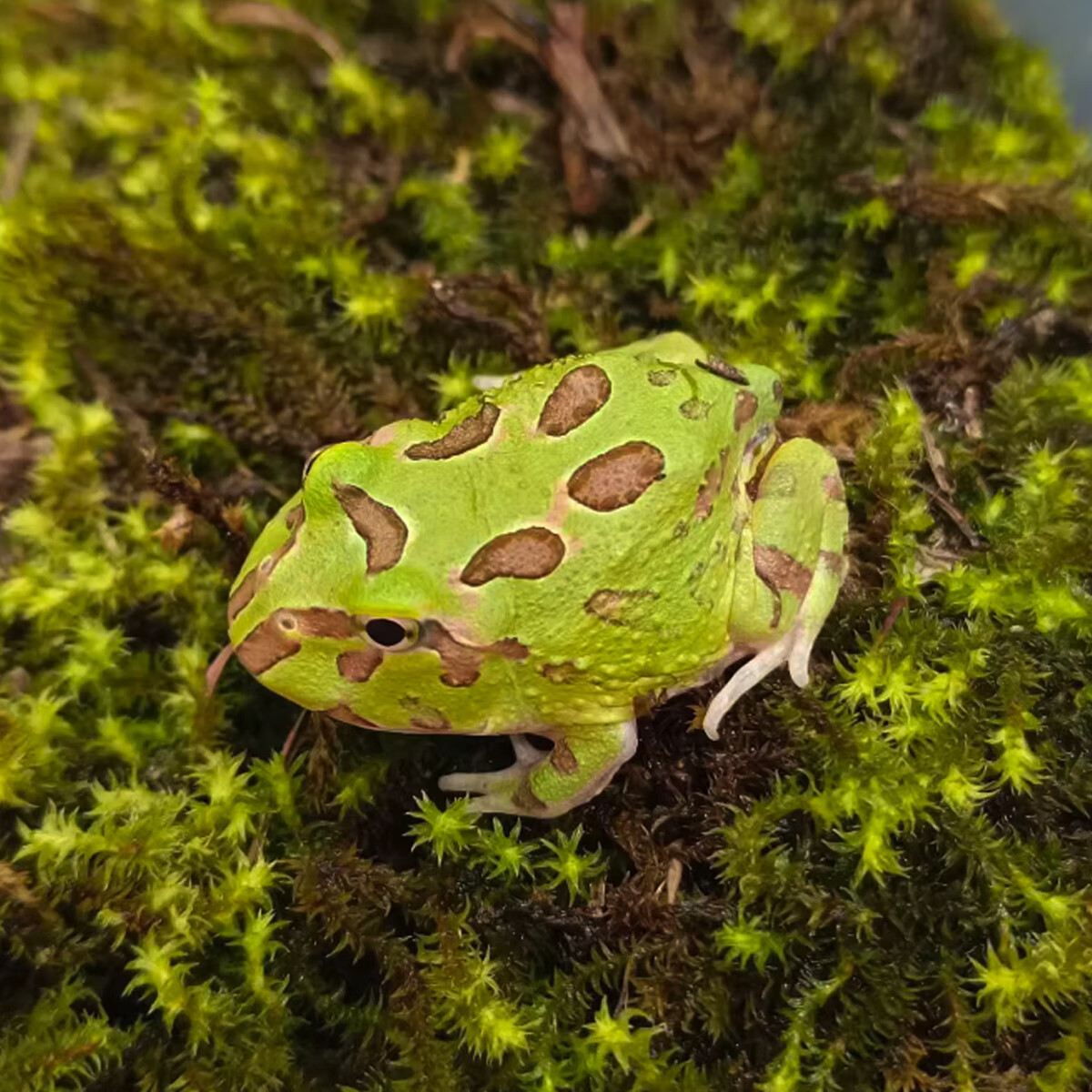 精品绿角蛙活体南美两膝爬行可爱温顺招财全品类宠物热卖活动包邮