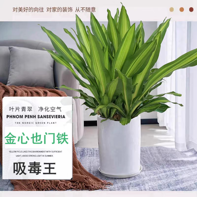 嘆為觀止大型盆栽金錢榕百合竹金錢樹發(fā)財(cái)樹清香木辦公室內(nèi)落地款中型植物 金邊巴西鐵60-80厘米【圓柱樹脂盆】 含盆