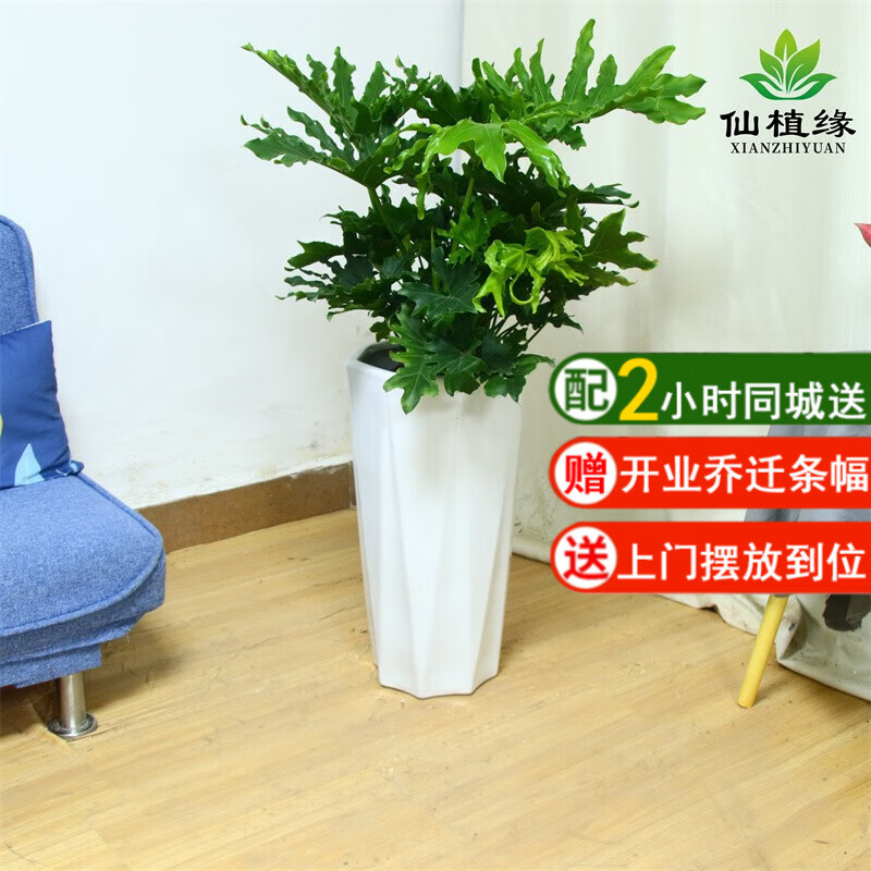 仙植緣大型春羽大盆栽龍鱗芋春雨室內(nèi)客廳大型同城綠植北歐植物 春羽（白瓷盆）90-1.2m