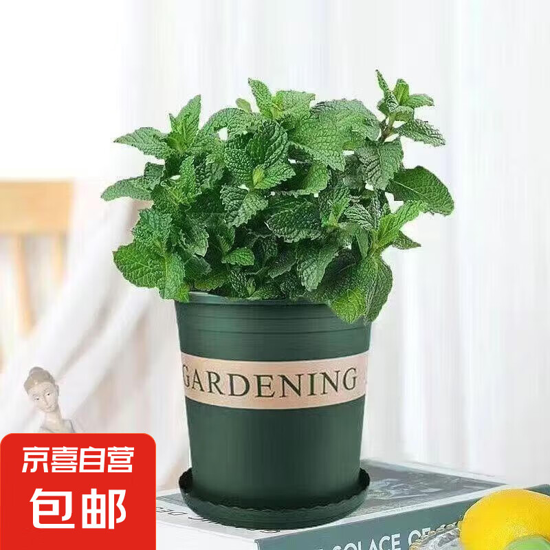 ���ʱ����������ʿ�ʳ�ñ���Ҷ�����ò�ˮ���������������ֲ�� ԭ������+������+����һ��װ ������