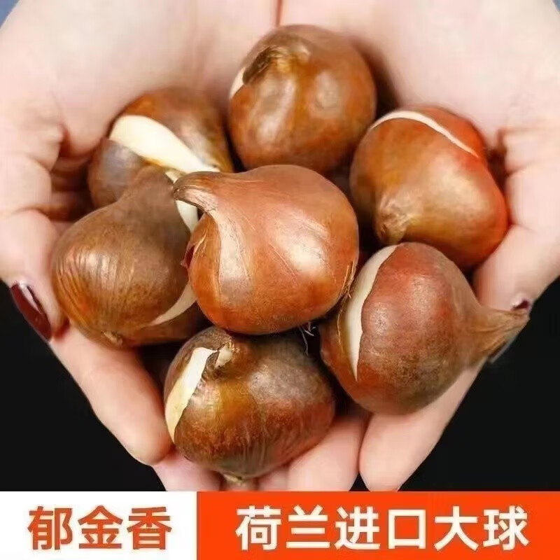 LSQ郁金香种球【荷兰进口】耐寒水培懒绿植 荷兰进口大球5个 10CM混色不活包赔