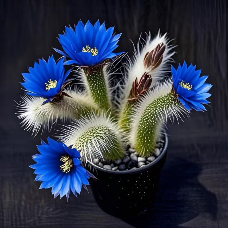 新品开花九尾狐多肉植物仙人掌猴尾柱软毛长毛尾巴办公盆栽 九尾狐3-6厘米：3颗混色(三个周期开花)