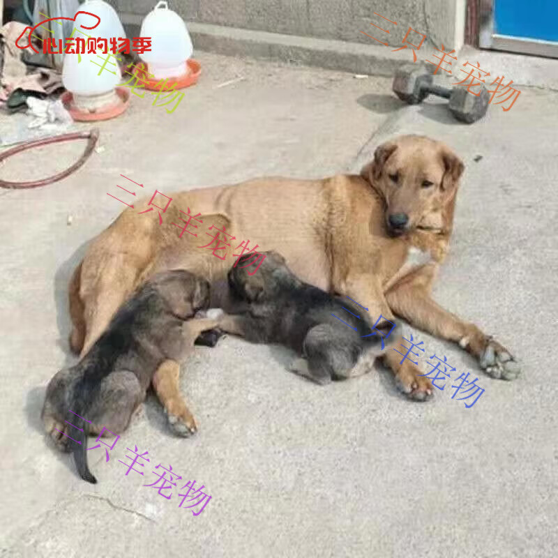 旺園興田園犬狗狗幼犬家養(yǎng)土狗混血狗大黃狗純黑小白狗活體混血 田園級 大型田園犬
