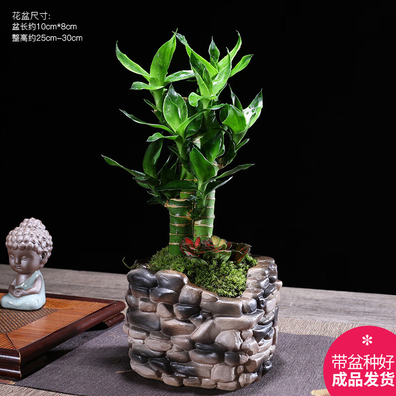 幼薇 三枝富贵竹+缺口鹅卵石陶瓷盆  